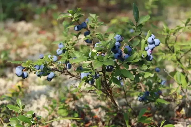 Course à la myrtille — image 1 sur 3