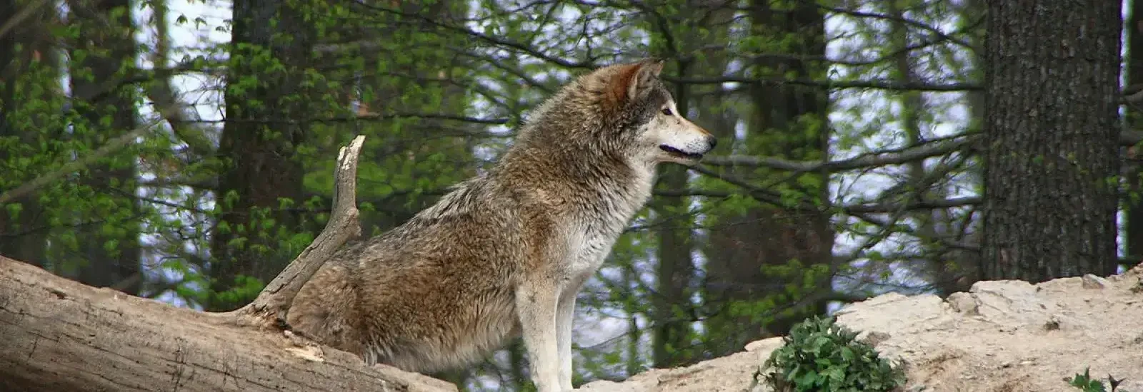 Course du Loup — image 1 sur 3