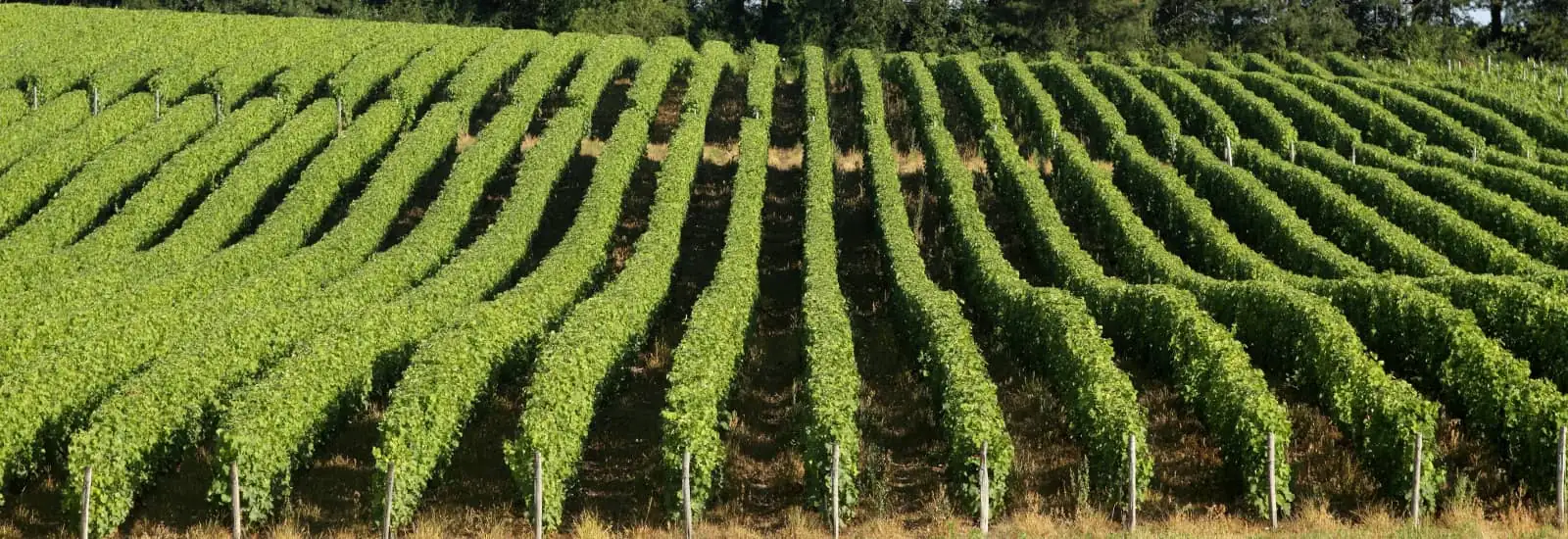 Trail des Vendanges — zdjęcie 1 z 3