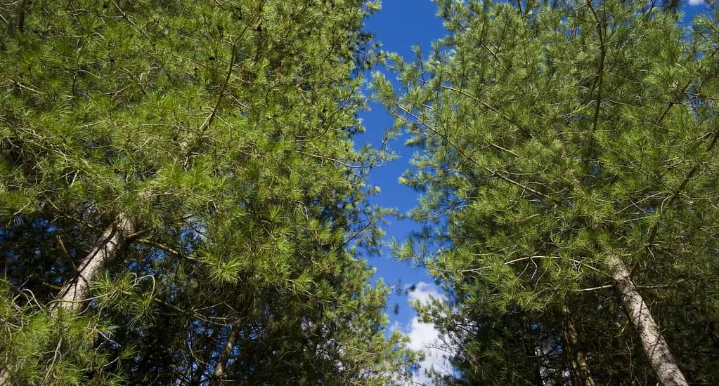Festitrail de Saint-Benoit-la-Foret — zdjęcie 1 z 6