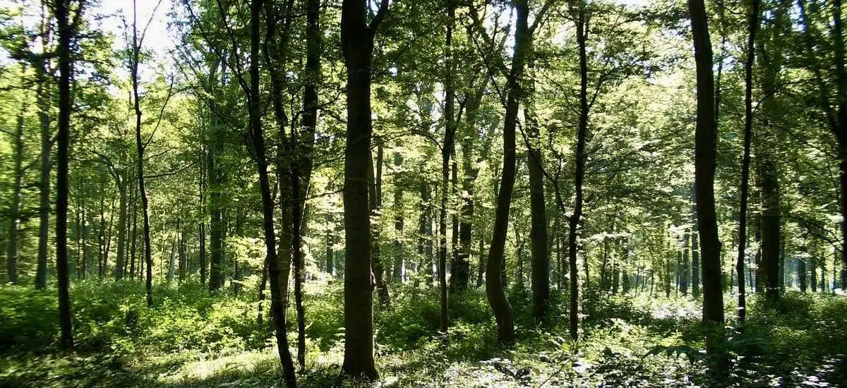 Forestrail de Phalempin — zdjęcie 1 z 11