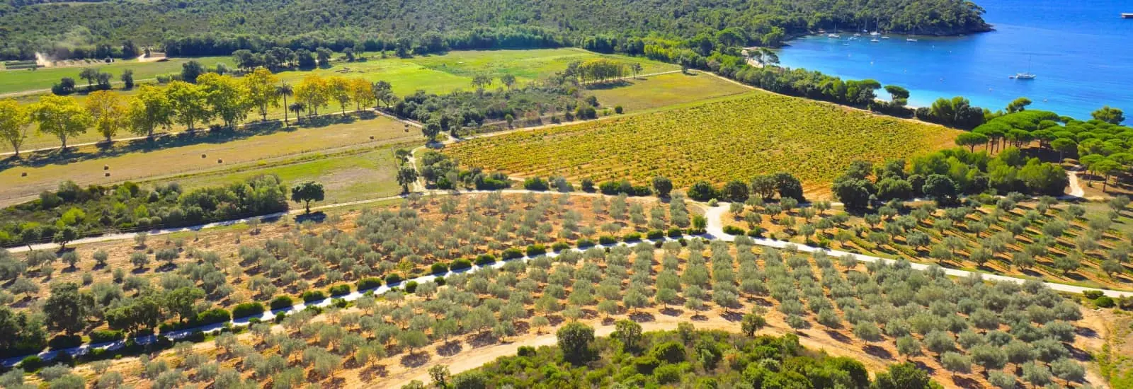 Le Défi des Vignes — zdjęcie 1 z 3