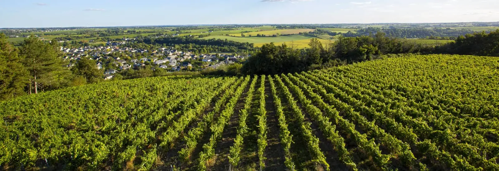 Trail de Mauves en Vert — image 1 sur 5