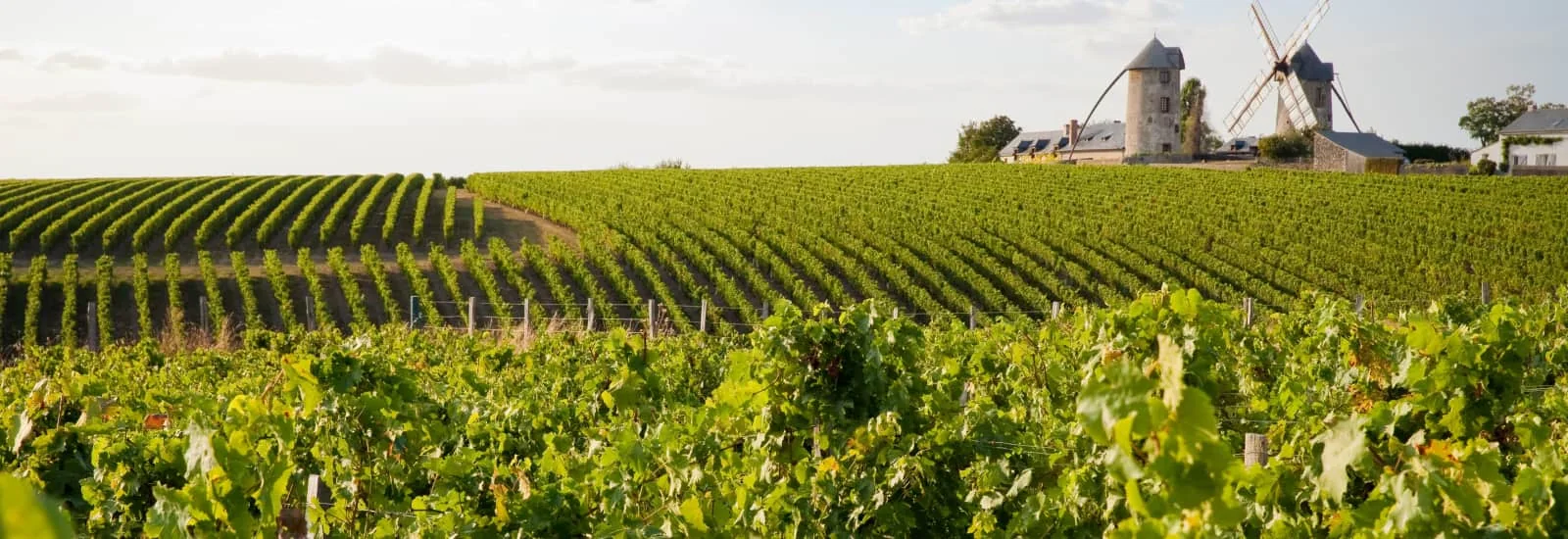 Trail Loire & Vignes — zdjęcie 1 z 3