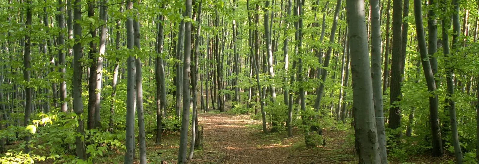 Trail du Blanc Pignon — 3 1. kép