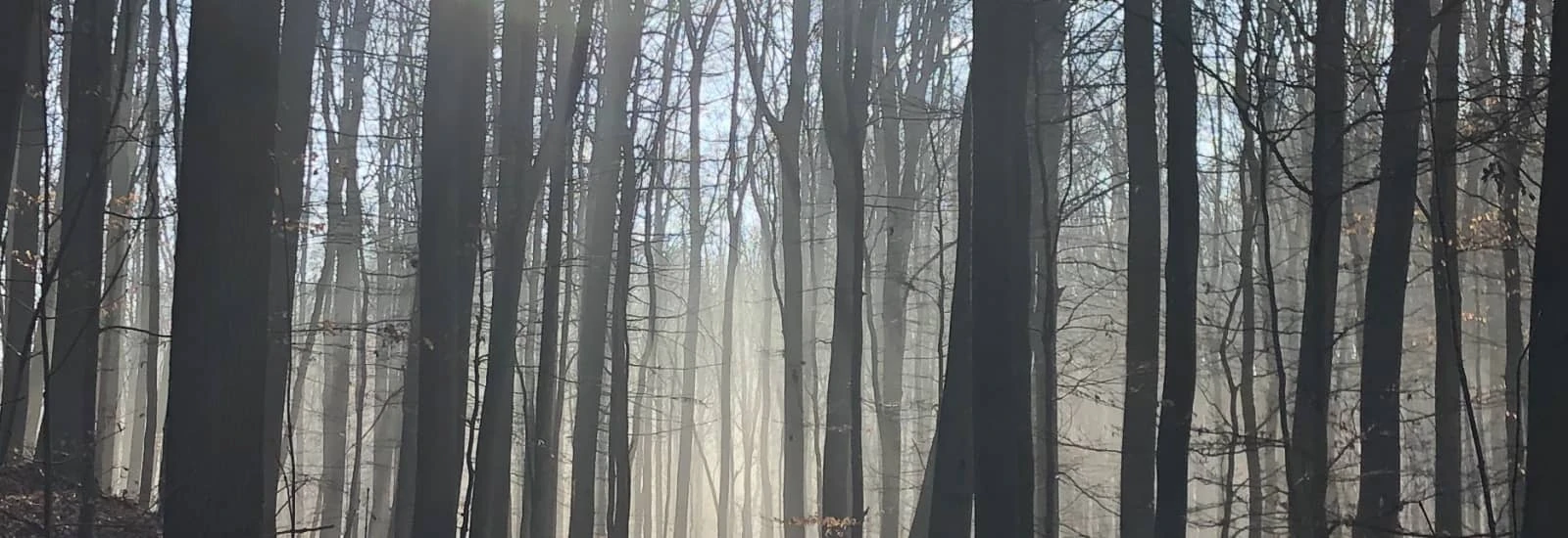 Run For Blue Blazes — image 1 sur 3
