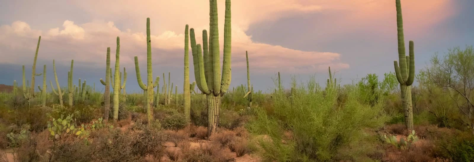 Le tour de Tucson — image 1 sur 6