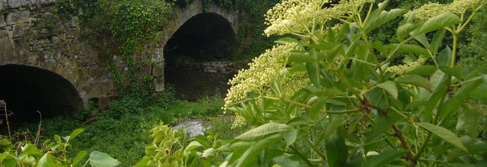 Trail des Châteaux de Champtocé, Champtocé-sur-Loire