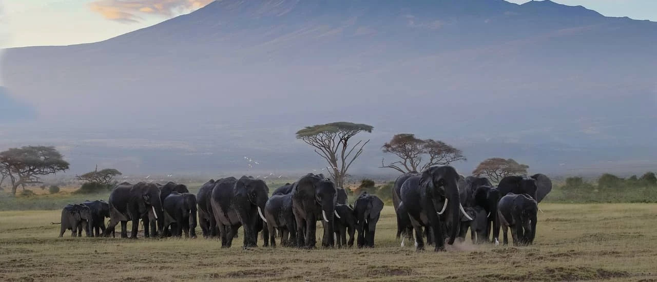 Le Kili by Cap Orn Organisation — zdjęcie 1 z 3