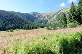 Festival de course à pied de Zduńska Wola — zdjęcie 1 z 3