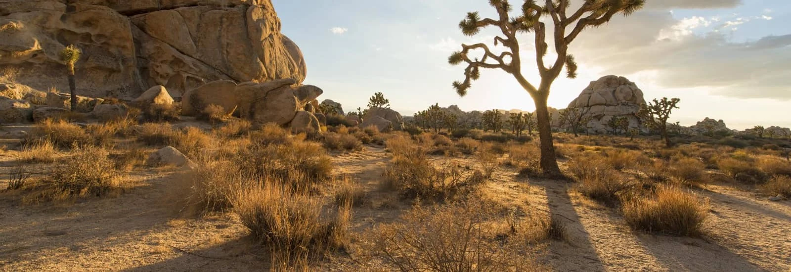 Joshua Tree Half Marathon — zdjęcie 1 z 6
