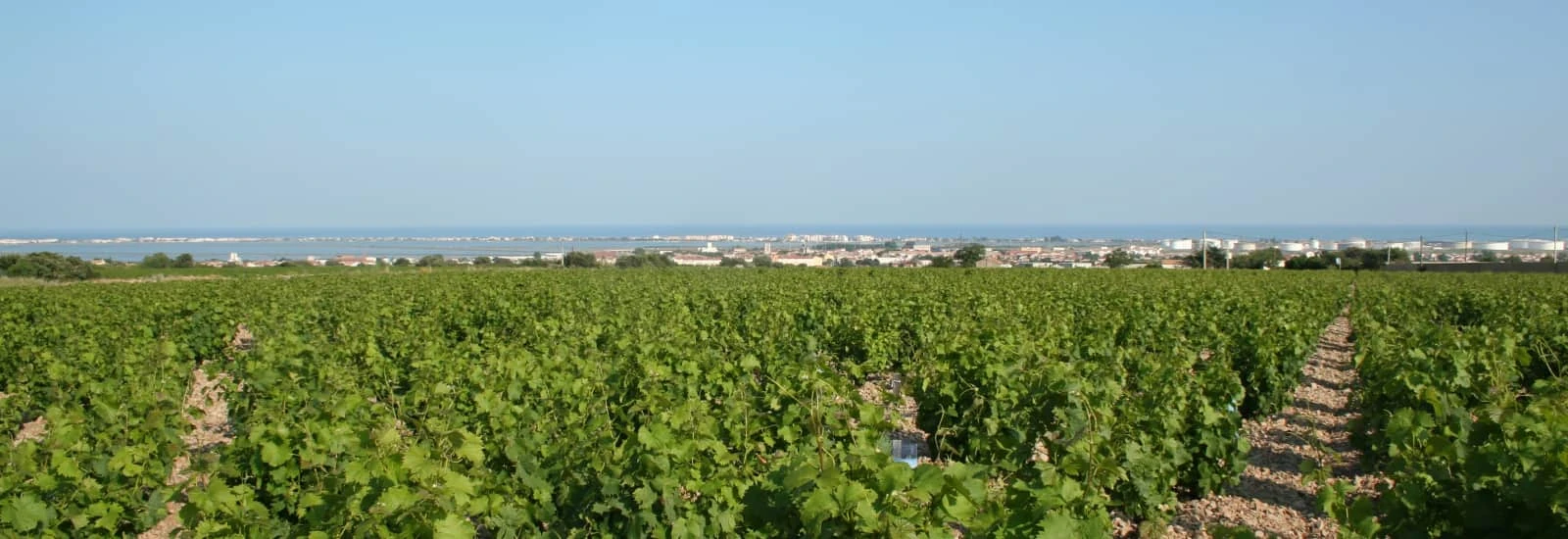 La Course des Copaing — zdjęcie 1 z 3