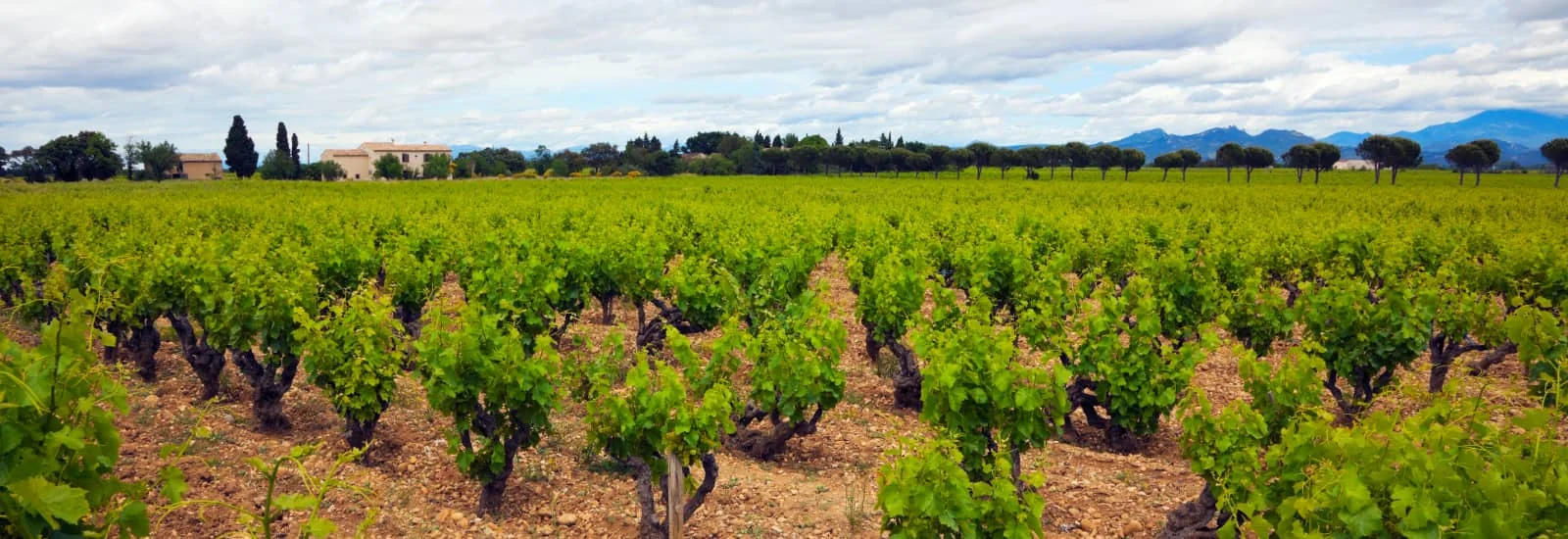 La Virade dans les Vignes — zdjęcie 1 z 3