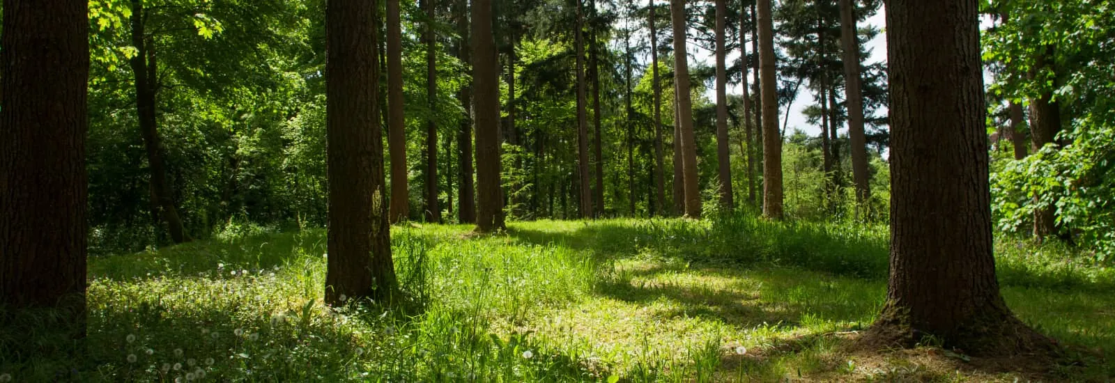Le Bol d'Air de la Forêt de Mervent — zdjęcie 1 z 3