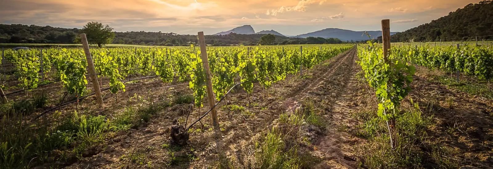 Le Relais des Vignobles — zdjęcie 1 z 3