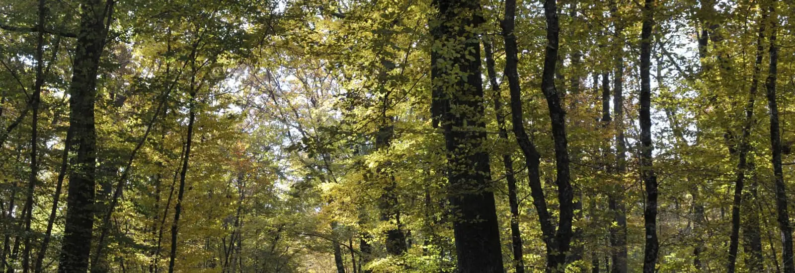 Les Foulées de la Forêt — εικόνα 1 από 3