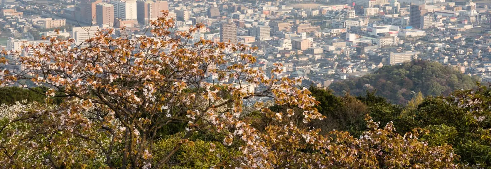 Marathon de Tokushima — zdjęcie 1 z 3