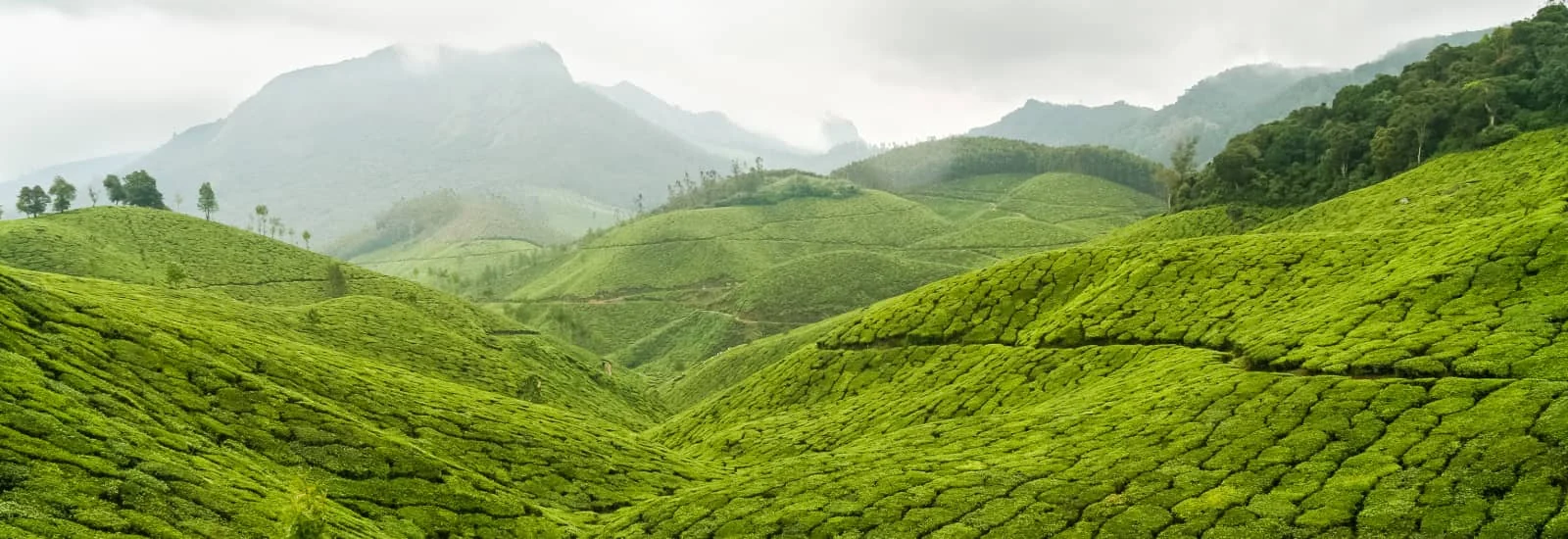 Munnar Marathon — image 1 sur 3
