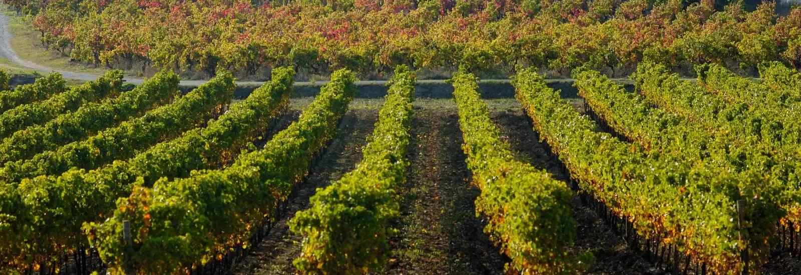 Ronde des Vins de la Clape — image 1 sur 3