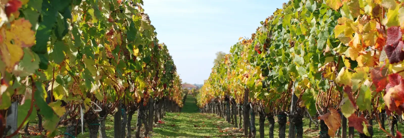 Running Between the Vines — zdjęcie 1 z 6