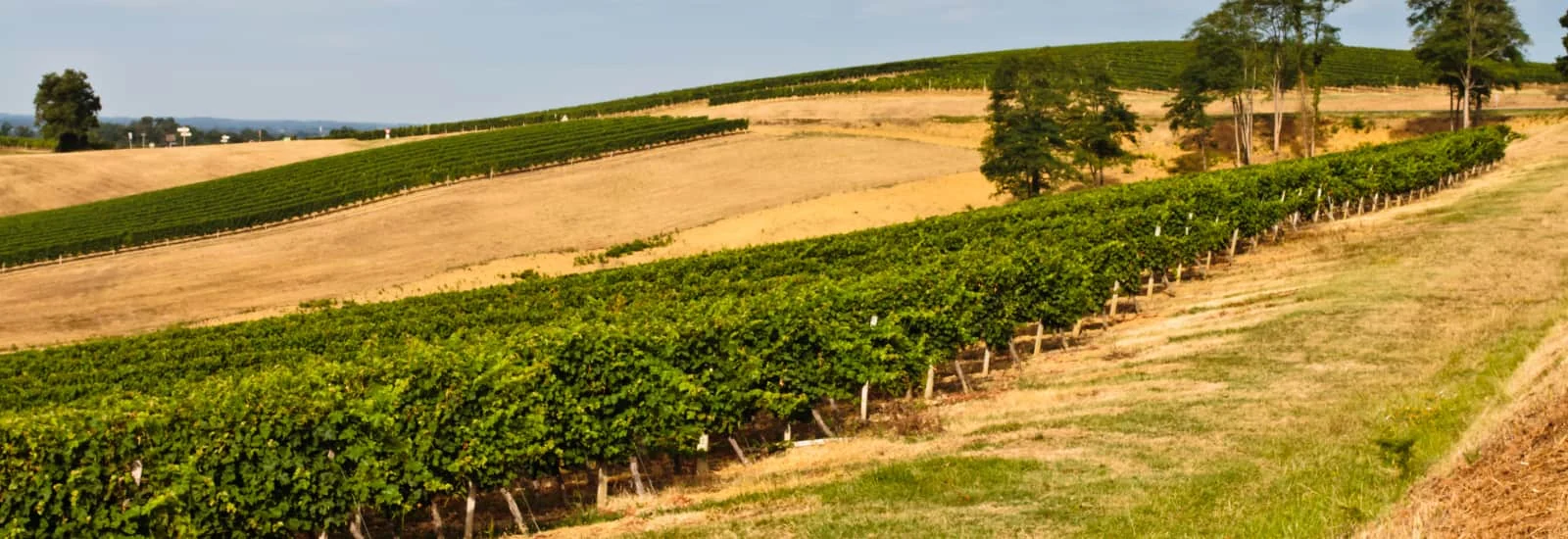 Saint Mont Vignoble en Course, Lelin-Lapujolle