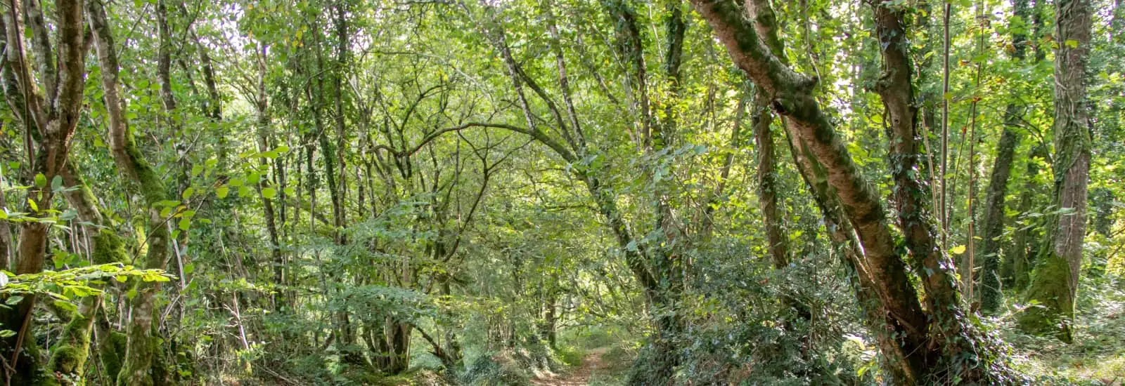 Trail de l'Odet — imagen 1 de 3
