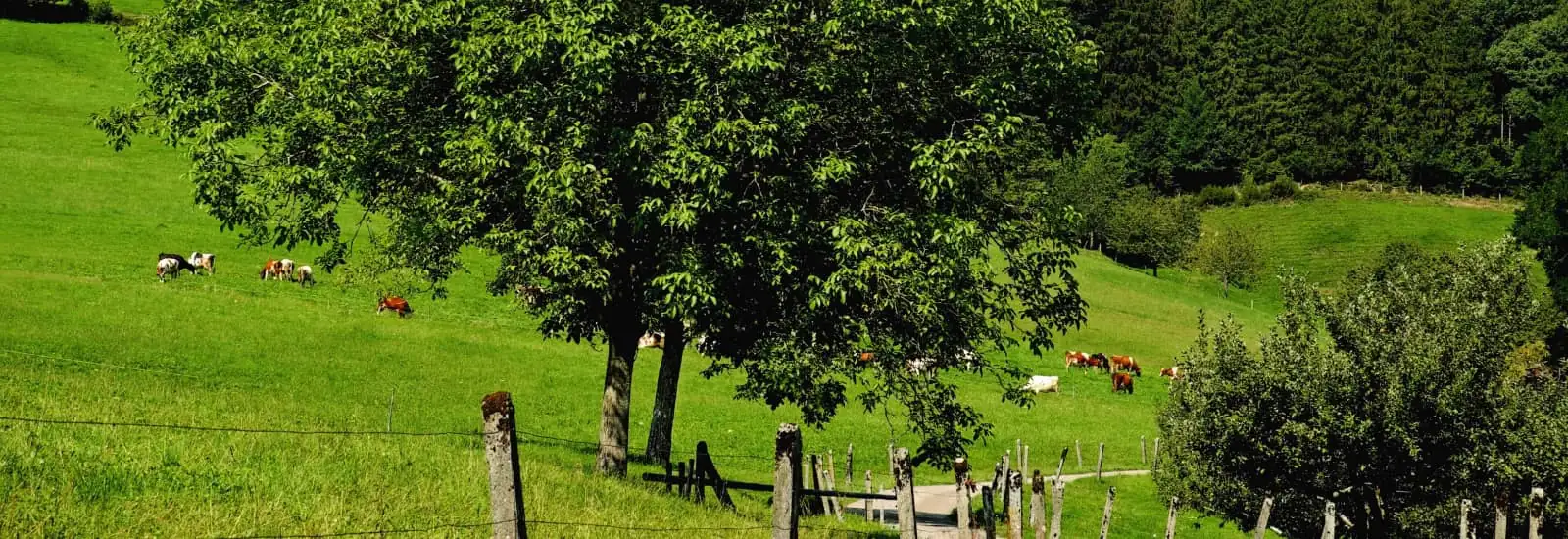 Trail du Taillan — छवि 1 3 की
