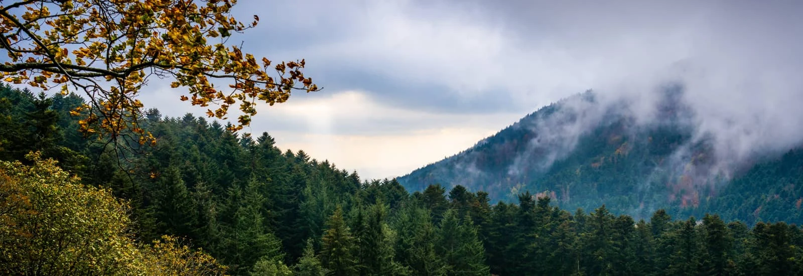 Trail Sacred Forests — zdjęcie 1 z 3
