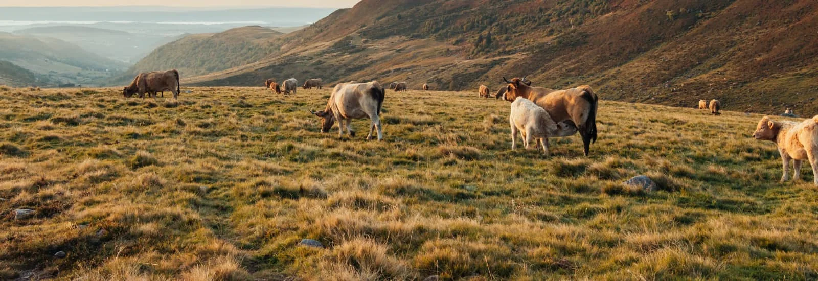 Transhumance Classic — image 1 sur 3